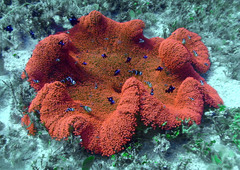 Amphiprion tricinctus