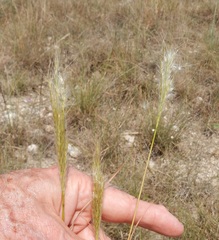 Bothriochloa torreyana