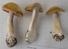 Cortinarius caesiolamellatus