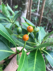 Psychotria mariniana