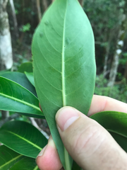 Psychotria mariniana