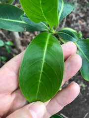 Psychotria mariniana