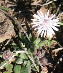 Trichodiadema strumosum