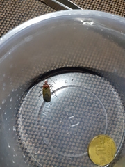 Dysdercus peruvianus