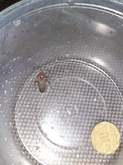 Dysdercus peruvianus