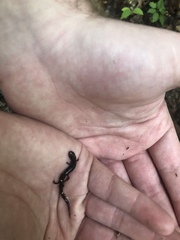 Plethodon richmondi