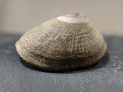 Lottia instabilis