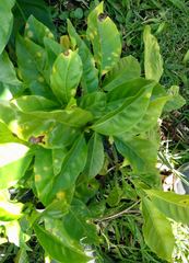 Image of Hemileia vastatrix