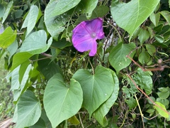 Ipomoea pedicellaris