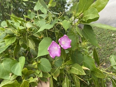 Ipomoea pedicellaris