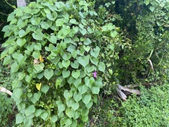 Ipomoea pedicellaris