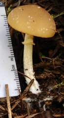 Psathyrella ellenae