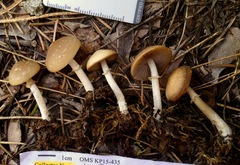 Psathyrella ellenae