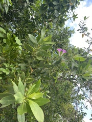 Ipomoea pedicellaris