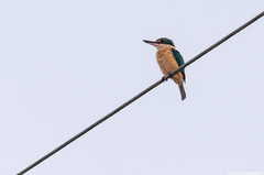 Todiramphus sanctus canacorum