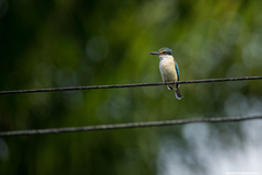 Todiramphus sanctus canacorum