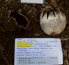 Sarcosphaera coronaria