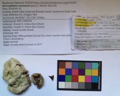 Sarcosphaera coronaria