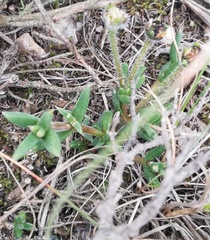 Trichodiadema gracile