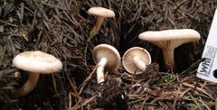 Clitocybe albirhiza