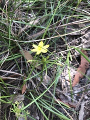Tricoryne simplex