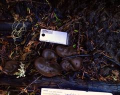 Plicaria endocarpoides