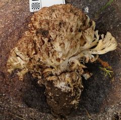 Ramaria rubripermanens