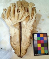 Ramaria rubripermanens