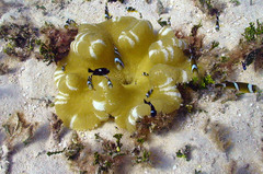 Amphiprion tricinctus