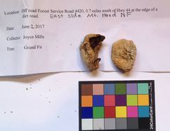 Sarcosphaera coronaria