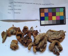 Sarcosphaera coronaria