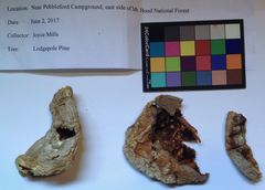 Sarcosphaera coronaria