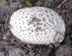 Lycoperdon subcretaceum