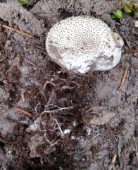 Lycoperdon subcretaceum