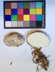 Lycoperdon subcretaceum