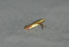 Caloptilia superbifrontella
