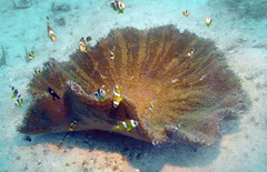Amphiprion tricinctus