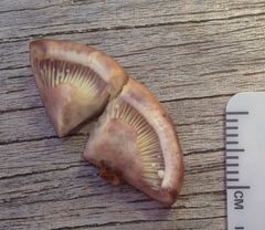 Lactarius pallescens