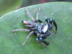 Thiania bhamoensis