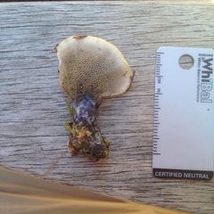 Hydnellum suaveolens