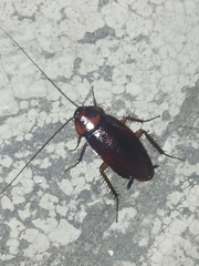 Periplaneta brunnea