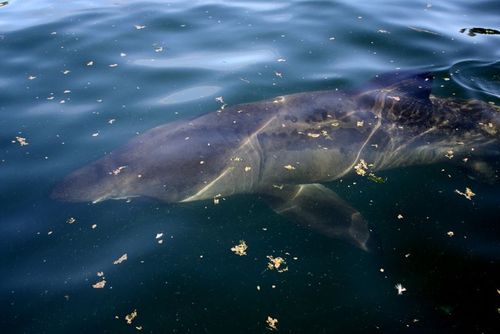 Basking Shark photographed in Washington
