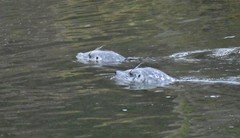 Phoca vitulina richardii