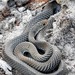 Lesser Black Whipsnake - Photo (c) Gary, some rights reserved (CC BY-NC), uploaded by Gary