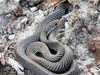 Lesser Black Whipsnake - Photo (c) Gary, some rights reserved (CC BY-NC), uploaded by Gary