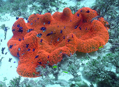 Amphiprion tricinctus