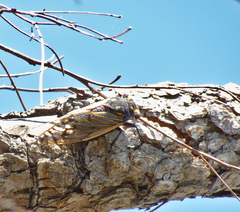 Macrotristria angularis