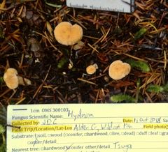 Hydnum oregonense