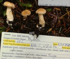 Hydnum oregonense