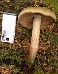 Inocybe lacera